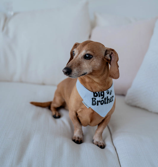 Big Brother blue dog bandana bib with white lettering