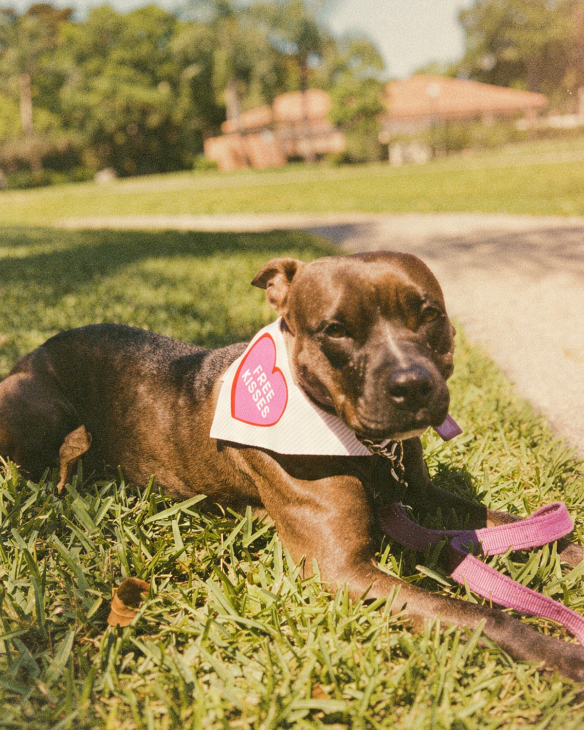 Dog bandana with pink edging and heart tag