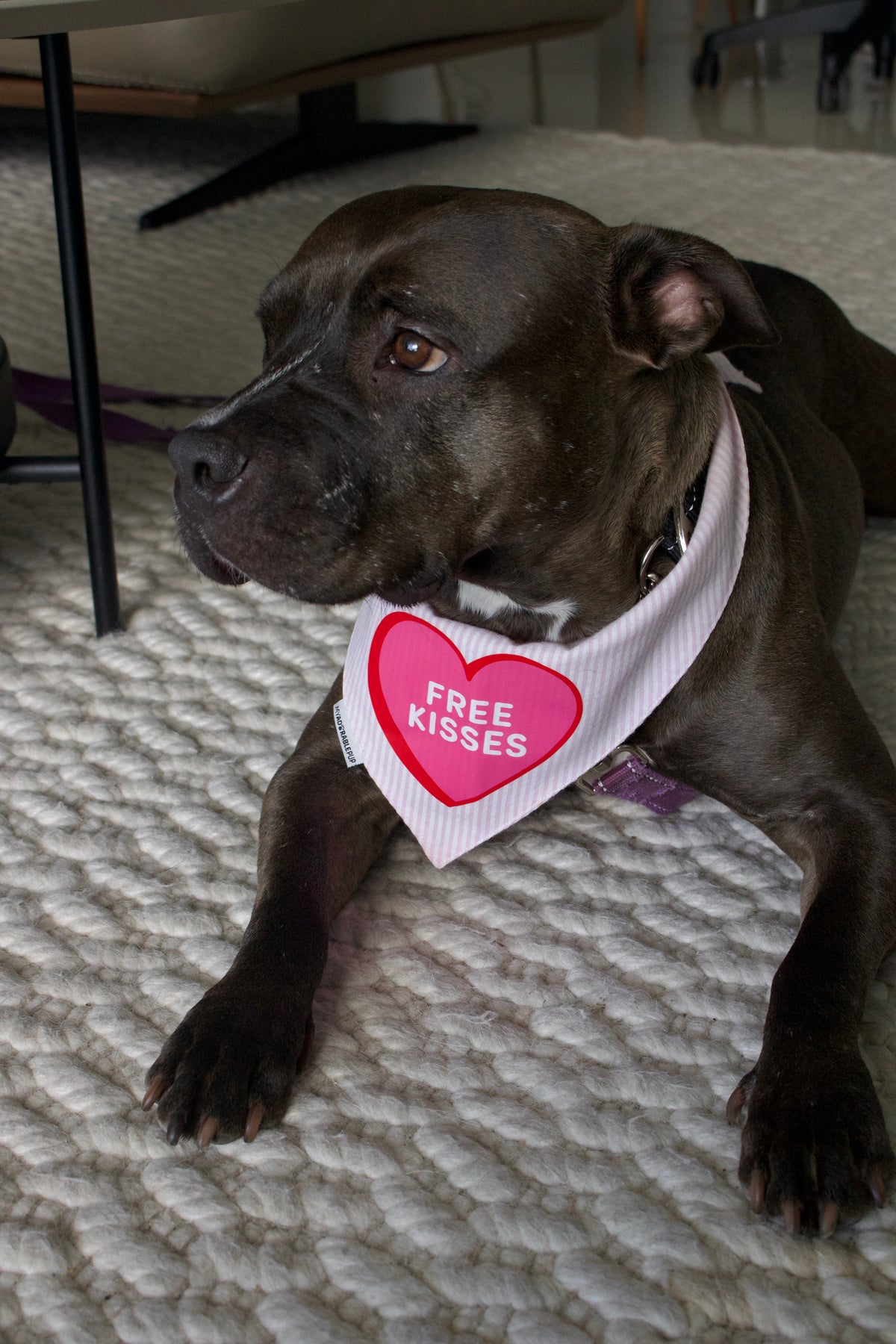 White dog bandana with red heart tag reading 'FREE KISSES'