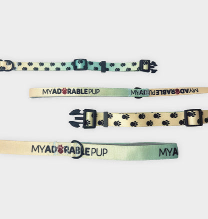Leash & Collar